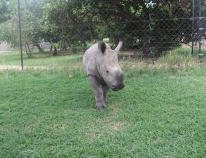 Little baby Rhino!