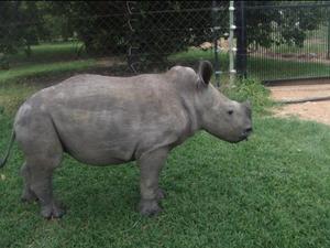baby rhino!