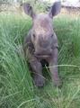 Baby rhino!