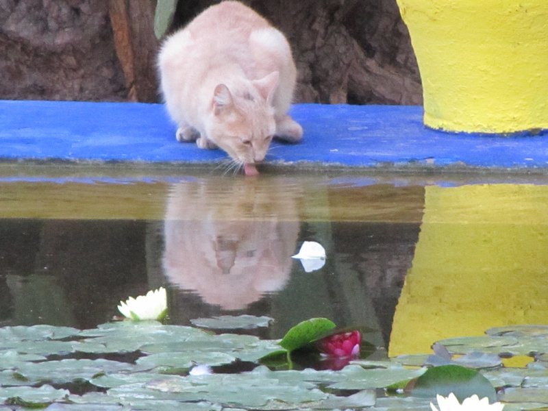 Cat laps at a lilypond at Jardins Marjorelle