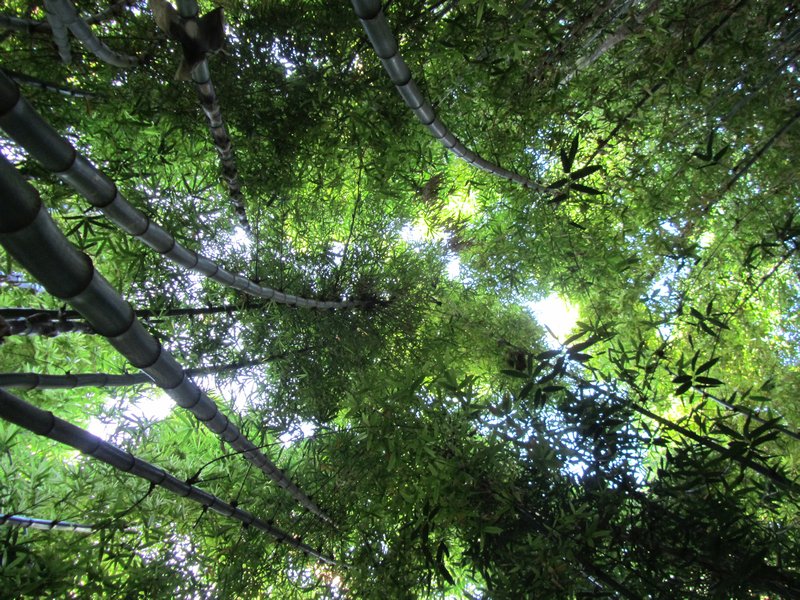 Bamboo canopy