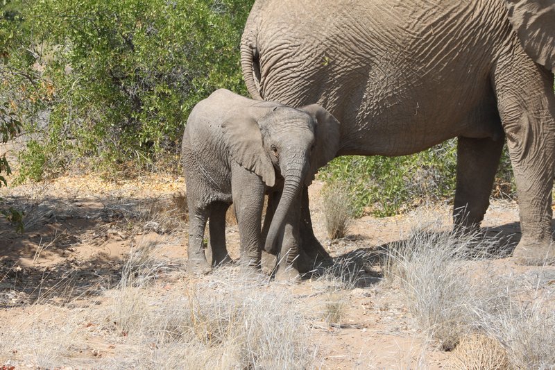 Baby desert elephant