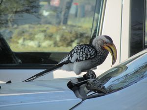 Hornbill attacking our car
