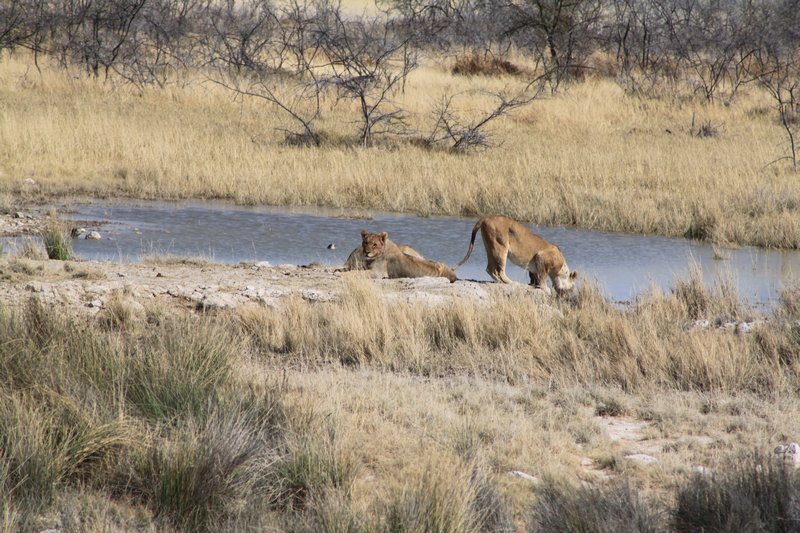 Lions at waterhole