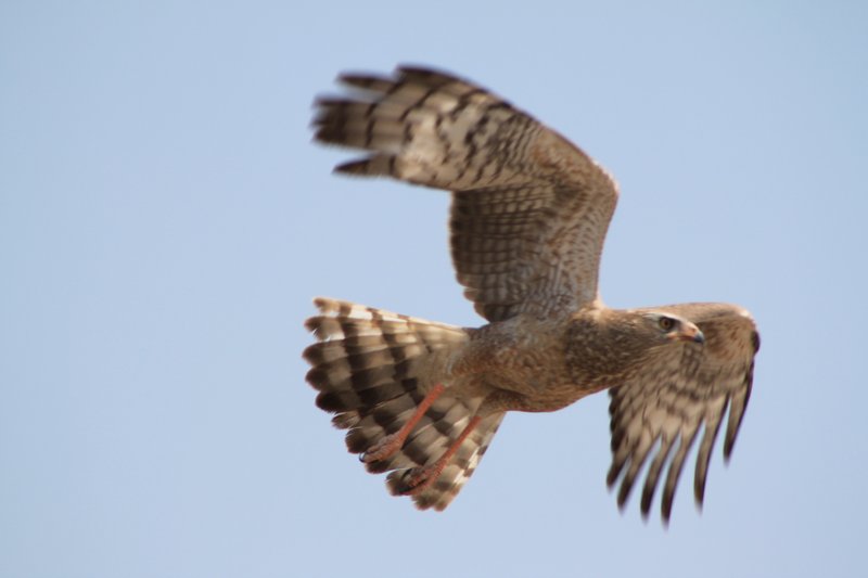 Hawk taking off