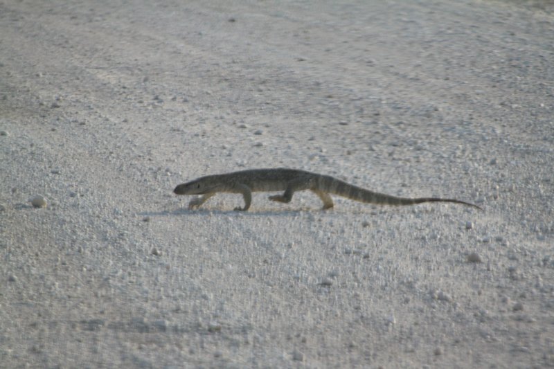 Lizard crossing the road