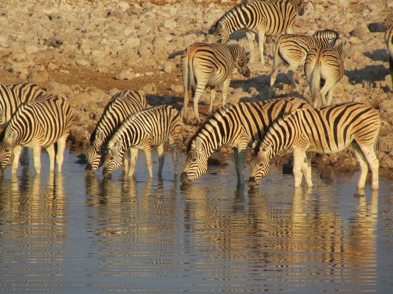 Zebra at waterhole