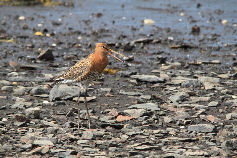 Black tailed godwit (had to look that up!)