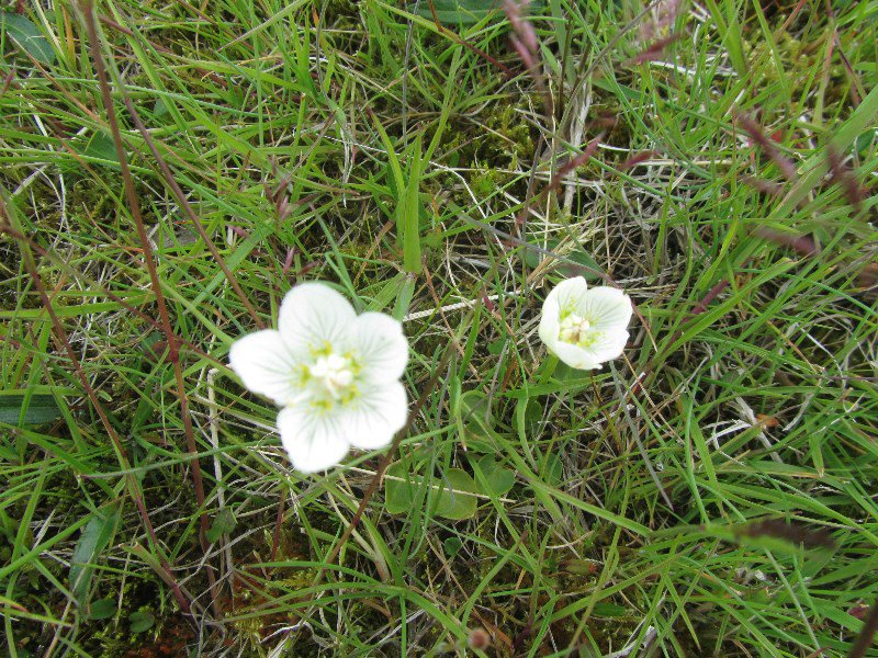 Alpine flower - white gentian?