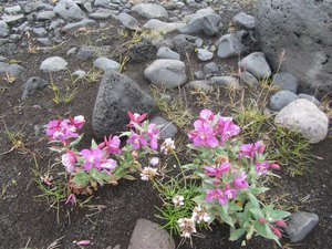 Flowers on the volcano