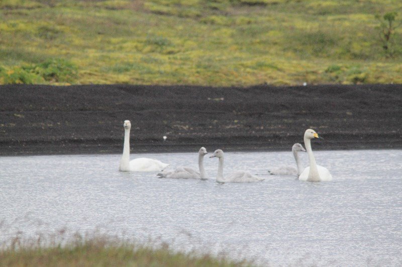 Icelandic swans with cygnets