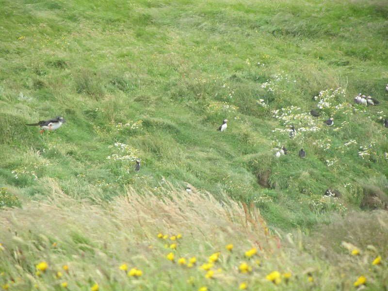 Field at top of cliff with puffins