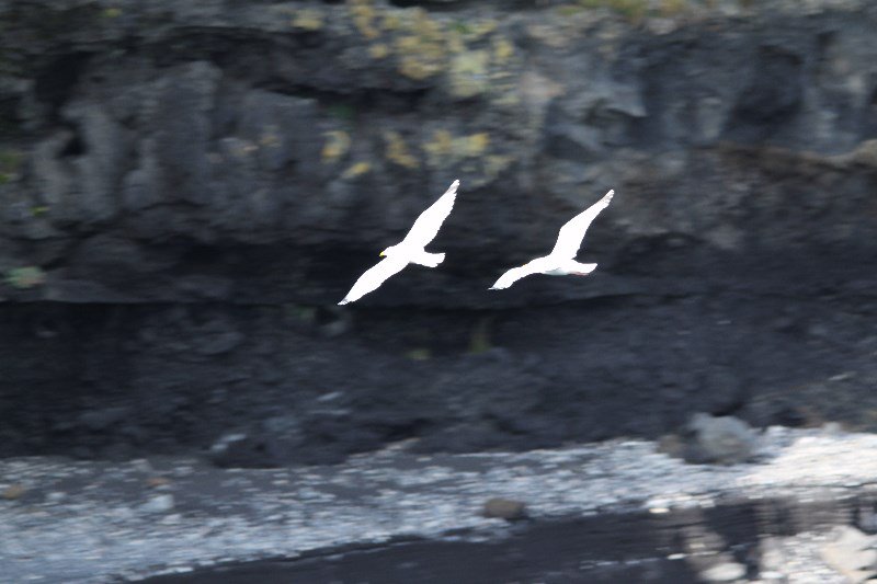Birds at Dyrhólaey