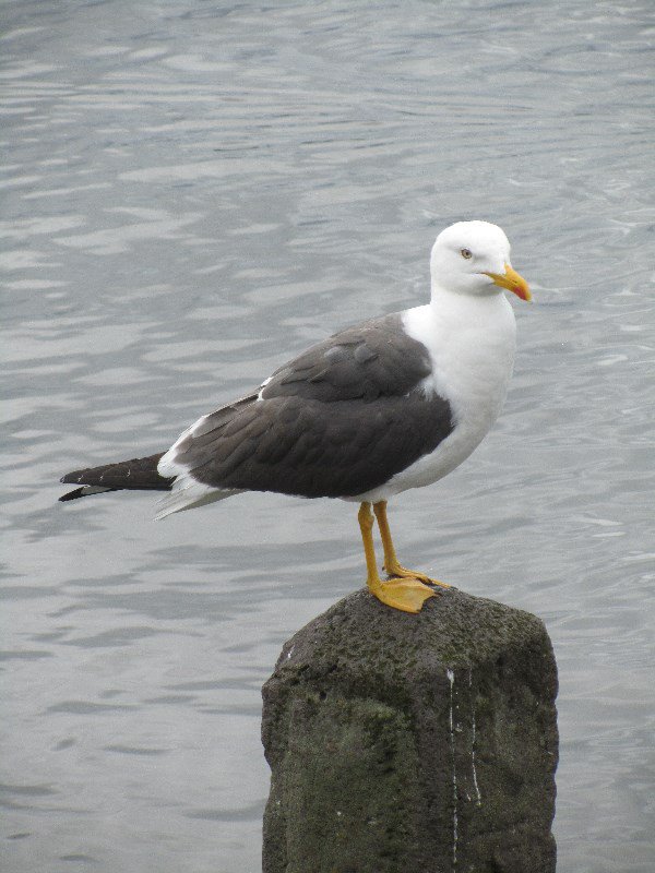 Black-backed gull