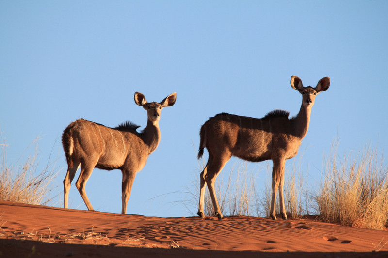 Kudu on the ridge 