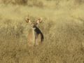 Curious kudu