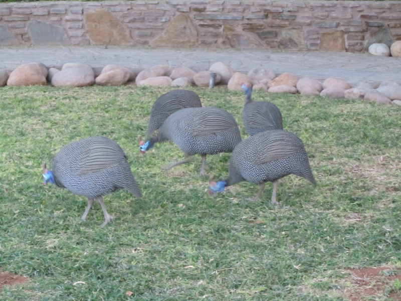 Guinea fowl at our lodge