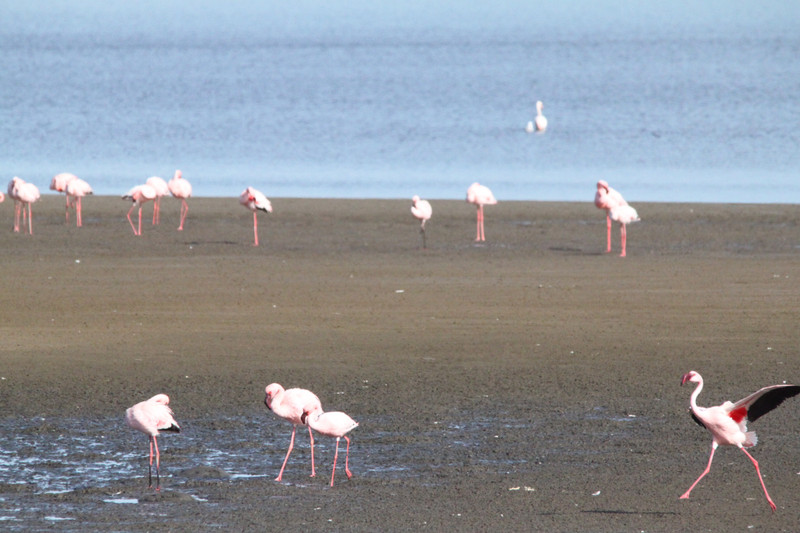 Greater flamingoes, showing amazing underwing colours