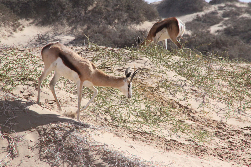 Springbok in the dunes