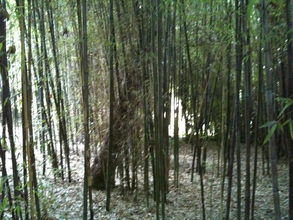 fortet de bambous...