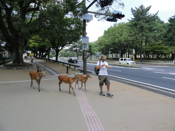 The Deer in  Nara