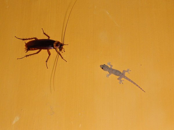 Gecko, meet Giant bug