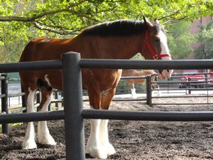 A famous Anheiser Busch Clydesdale
