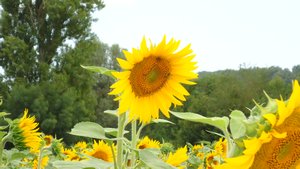 sunflowers in fields