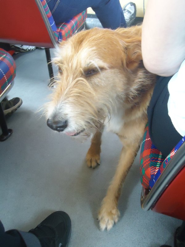 Dog on the bus