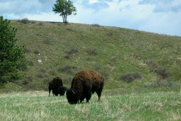 my first buffalo sighting.