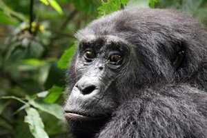 Nshongi Gorillas split