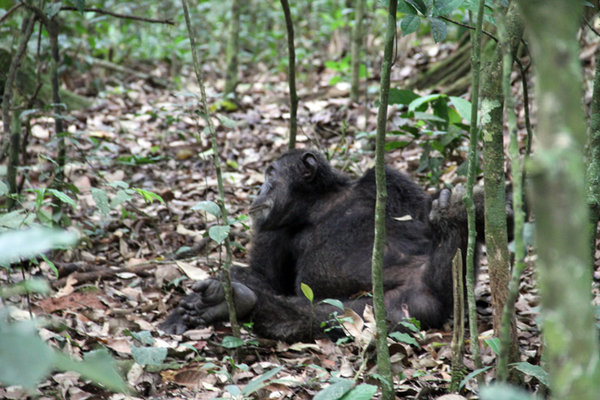 Kanyantele Chimps, Kibale Forest National Park 