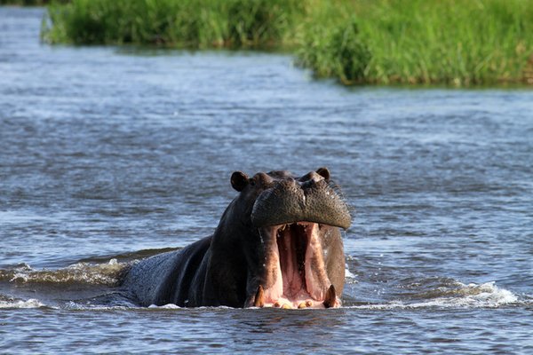 Hippo aggression