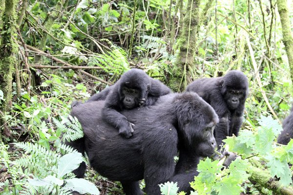 Till 4 years of age, baby gorillas are soley dependent on their mothers