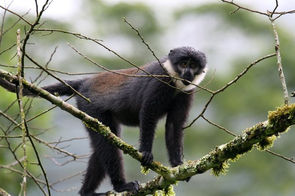 Primates have shoulder blades on either side, suitable for walking on all fours