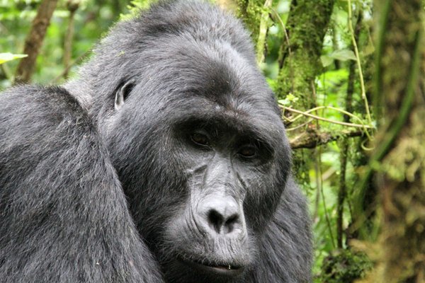 Gorillas have forward facing eyes