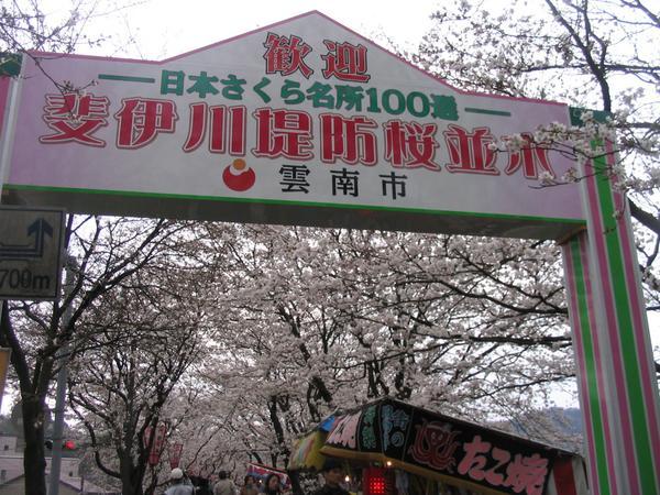 Kisuki Cherry Blossom Festival