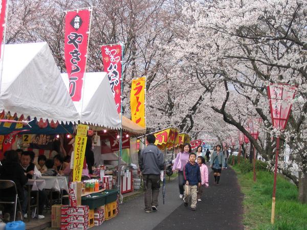 Kisuki Cherry Blossom Festival 
