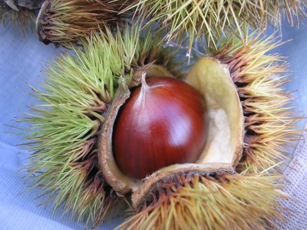 Kuri (chestnut)