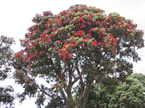 Pohutukawa - New Zealand Christmas Tree