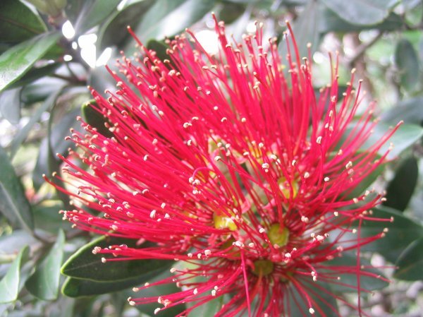 Pohutukawa - New Zealand Christmas Tree