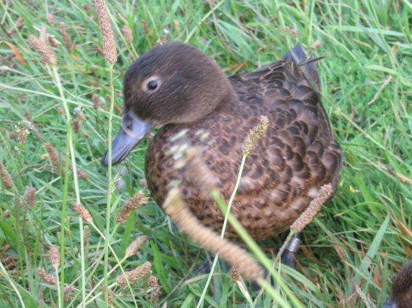 Brown Teal duck