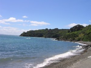 Tiritiri Matangi Island