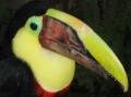 Yellow-Throated Toucan