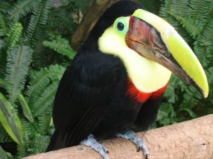 Yellow-Throated Toucan