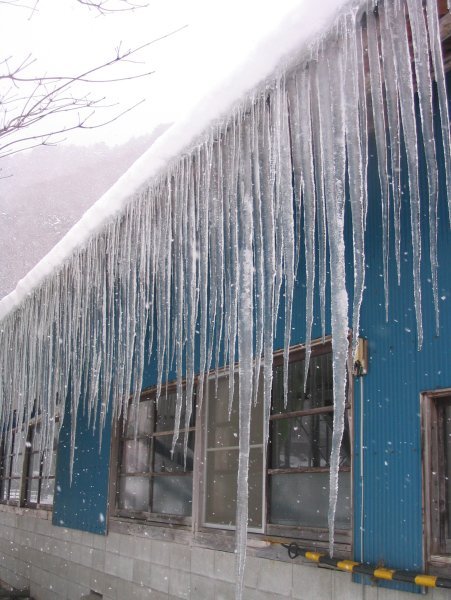 They breed icicles pretty big in these parts....
