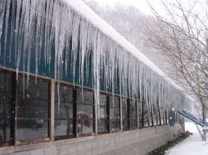 They breed icicles pretty big in these parts....