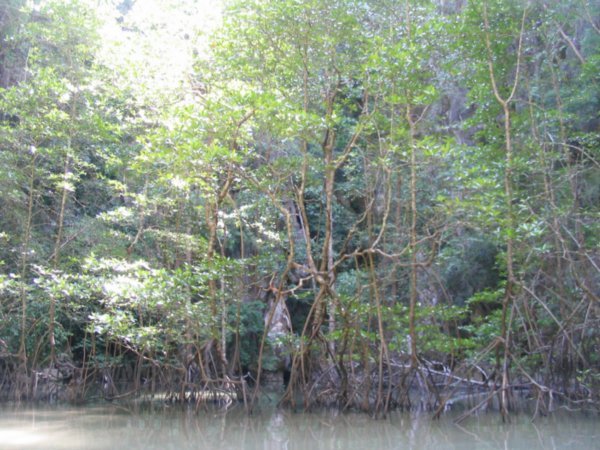 Mangrove Hong