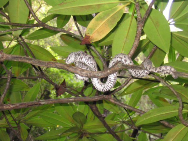 Mangrove snake
