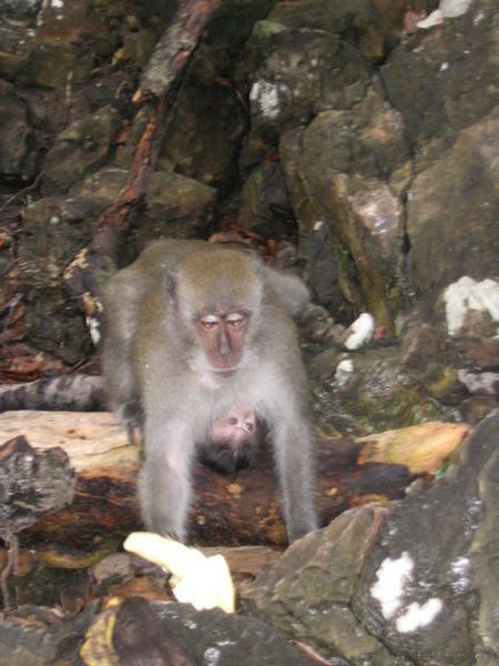 Monkey Beach monkey
